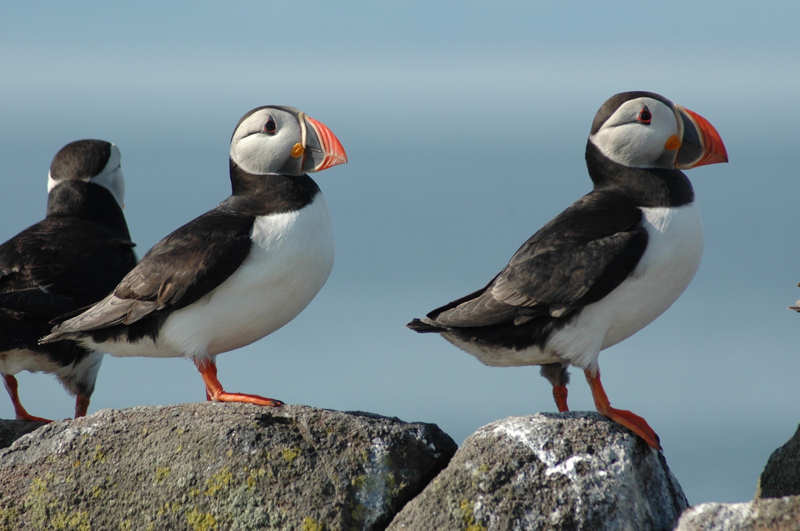 Puffin 'wreck' in Scotland | Centre for Ecology & Hydrology